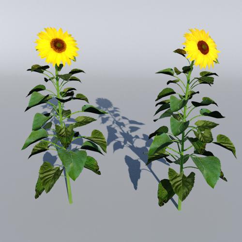 Sunflower preview image